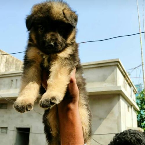 Tanmaya Pet Shop